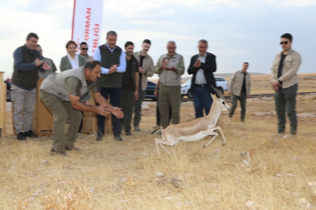 URFA CEYLANI EMİN ELLERDE