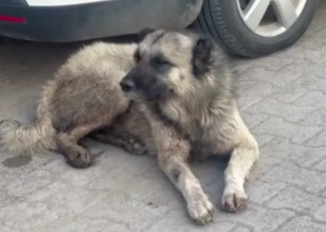 Sokak köpekleri küçük çocuğa saldırdı!