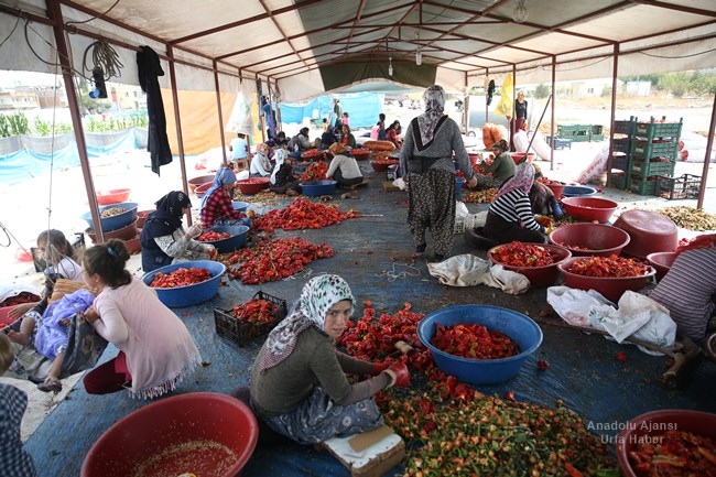 Türkiye'de zengin yemek kültürüyle dikkati çeken Şanlıurfa mutfağının demirbaşlarından isot, hummalı bir çalışma sonucu tüketime hazır hale gelirken, ev kadınlarına da ekmek kapısı oluyor.