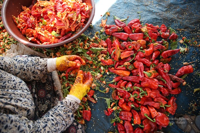 Türkiye'de zengin yemek kültürüyle dikkati çeken Şanlıurfa mutfağının demirbaşlarından isot, hummalı bir çalışma sonucu tüketime hazır hale gelirken, ev kadınlarına da ekmek kapısı oluyor.