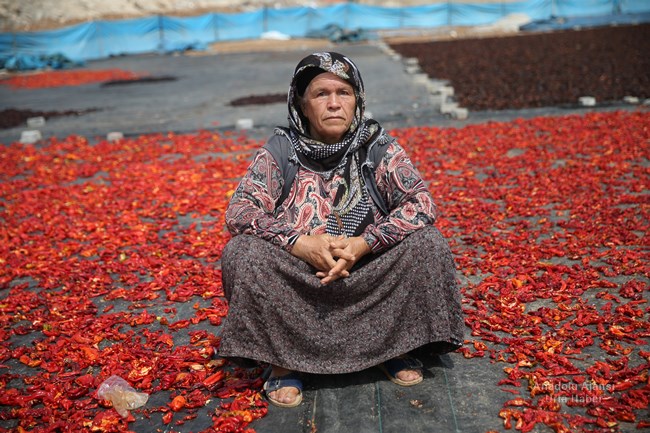 Türkiye'de zengin yemek kültürüyle dikkati çeken Şanlıurfa mutfağının demirbaşlarından isot, hummalı bir çalışma sonucu tüketime hazır hale gelirken, ev kadınlarına da ekmek kapısı oluyor.