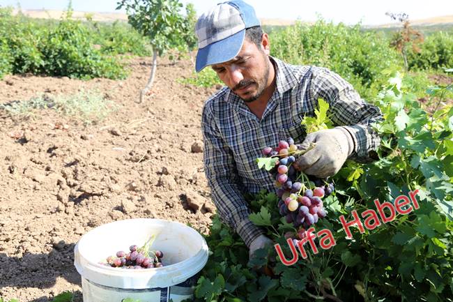 Urfa'da pekmez zamanı başladı