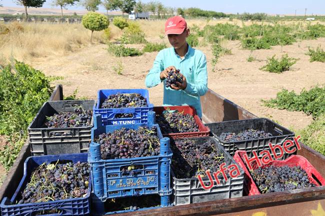Urfa'da pekmez zamanı başladı