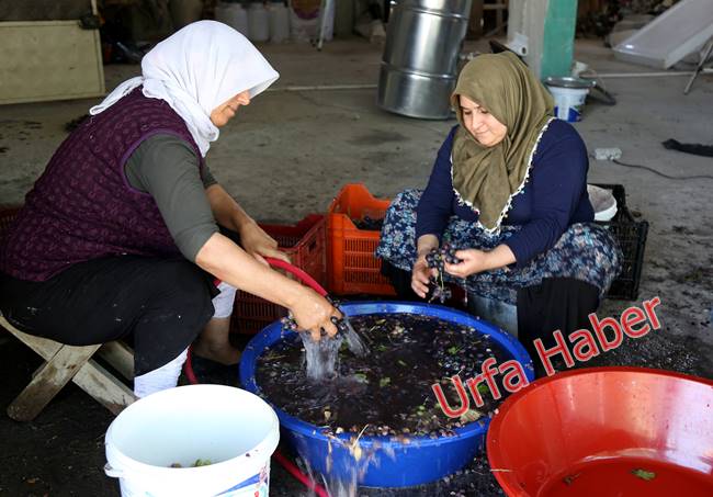 Urfa'da pekmez zamanı başladı
