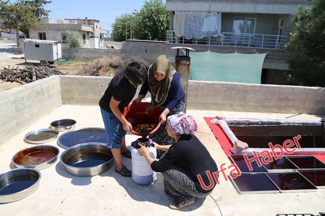 Urfa'da pekmez zamanı başladı