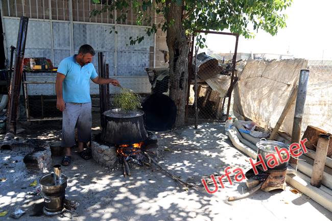 Urfa'da pekmez zamanı başladı