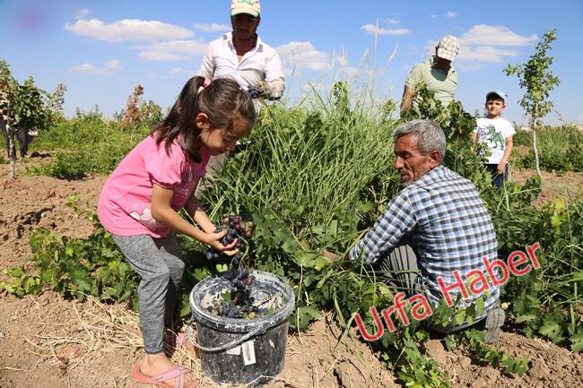 Urfa'da pekmez zamanı başladı