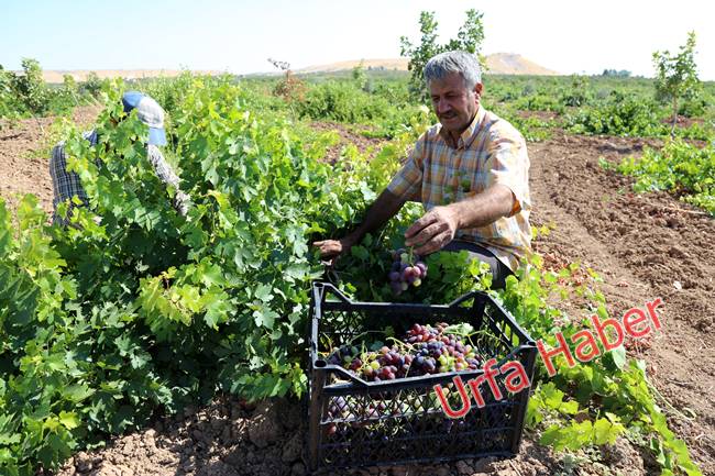 Urfa'da pekmez zamanı başladı