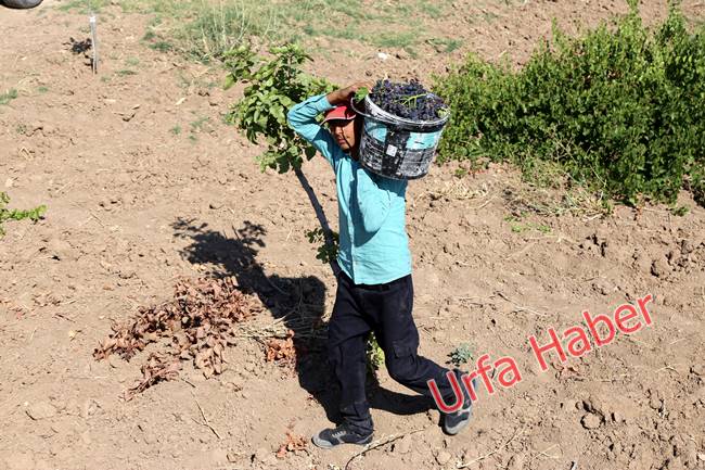 Urfa'da pekmez zamanı başladı