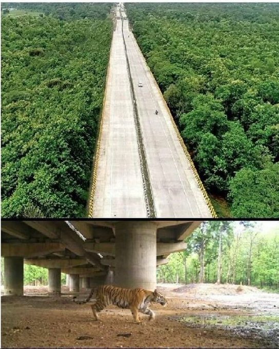 <p>Pench kaplan rezervi, Hindistan 16 km uzunluğundaki yükseltilmiş otoyol sadece altındaki yaban hayatı hareketine adanmıştır.</p>
