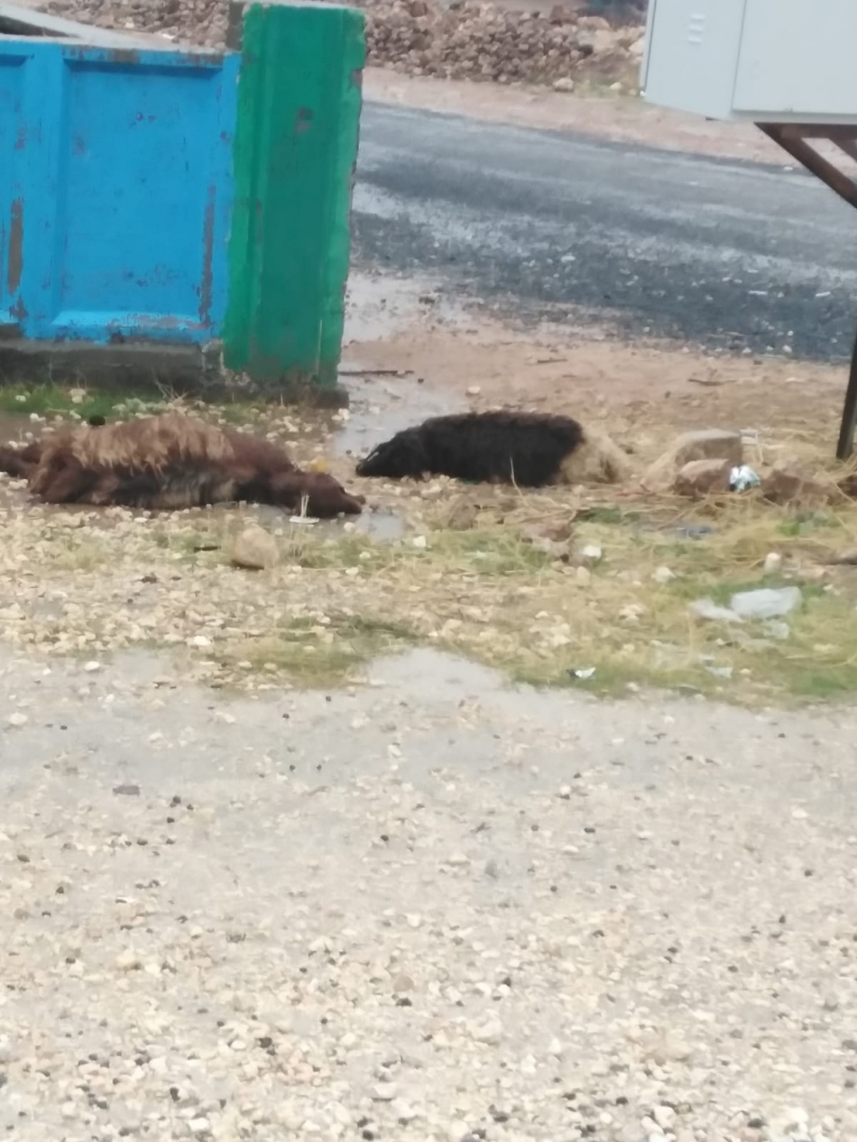 DEDAŞ'ın ilgisizliği can aldı