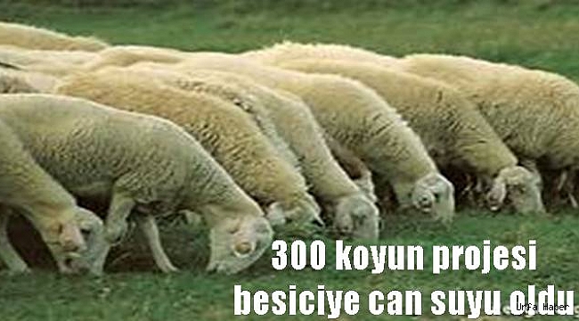 300 koyun projesi" besiciye can suyu oldu