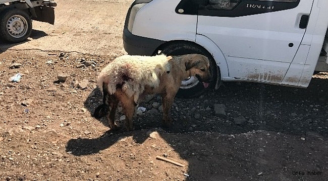 Siverek'te köpeğe kuzu postu giydirdiler