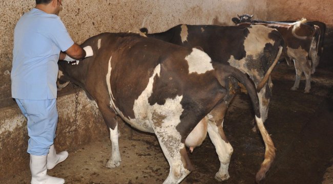Bakan Pakdemirli, Şarbonlu İthal Hayvanlar İmha Edildi