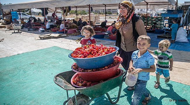 İsot sayesinde çocuklarını okuttu