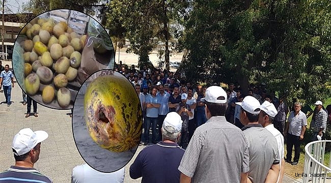 Urfa TİGEM'de işçilerden eylem