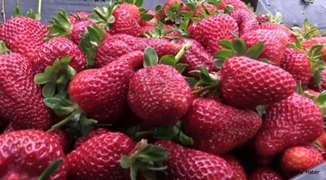 Çıtır Çileğim Projesi uygulamaya geçirildi