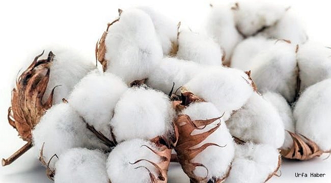 Şanlıurfa'da pamuğun kilogramı 8,08 liradan işlem gördü