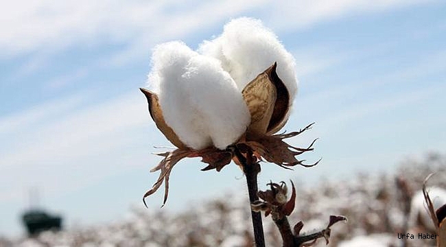 Şanlıurfa Ticaret Borsası pamuk fiyatlarını açıkladı