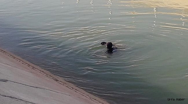 Sulama kanalına düşen çocuk boğuldu