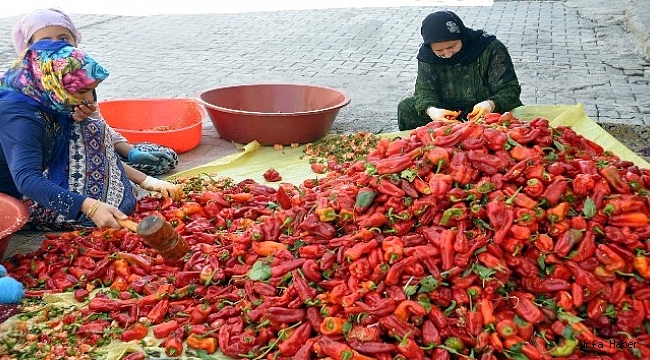 Suriye sınırında sofralara tat veren acı