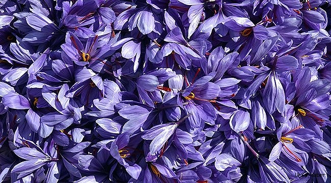 'Mucize bitki'nin kilosu 30 bin liradan satılıyor