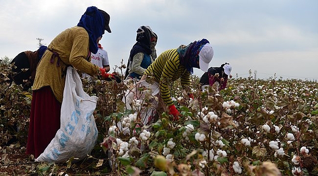 Sulama yatırımları pamuk üretimine yaradı
