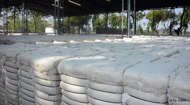 Urfa'da pamuk 9.70 liradan satıldı