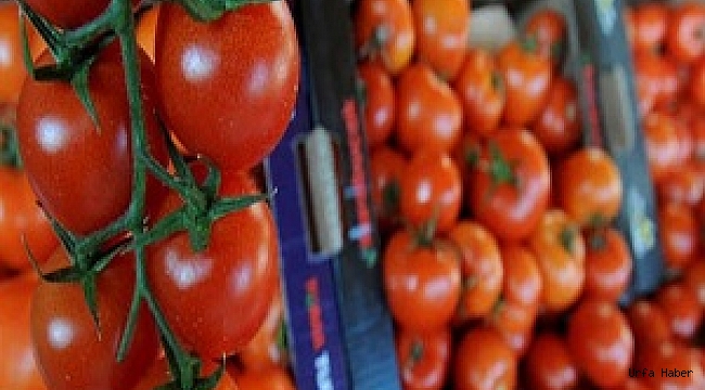 Domates üreticisinin gözü aralıkta