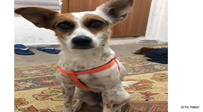 Urfada çalınan köpeğini ilanla arıyor