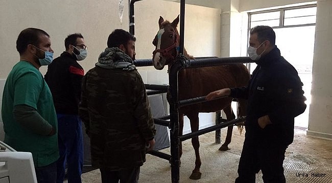 Harran Üniversitesi Hayvan Hastanesi Ruhsatını Aldı