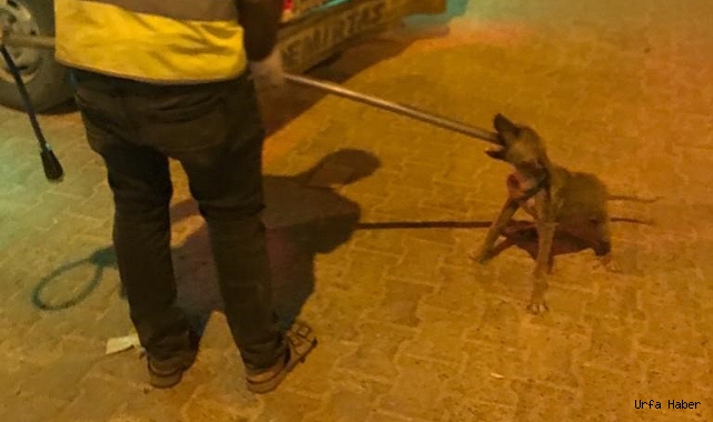Uyuz belirtisi gösteren 14 sokak hayvanı barınağa götürüldü