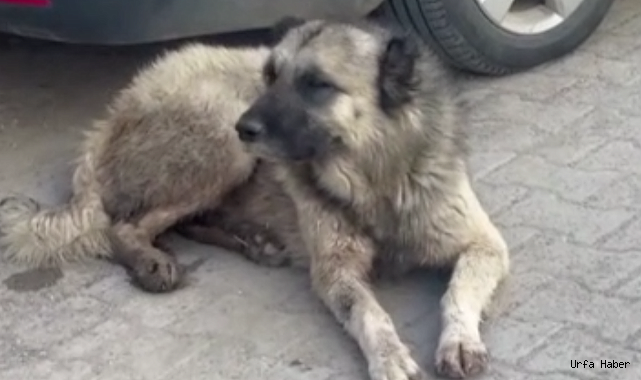 Sokak köpekleri küçük çocuğa saldırdı!