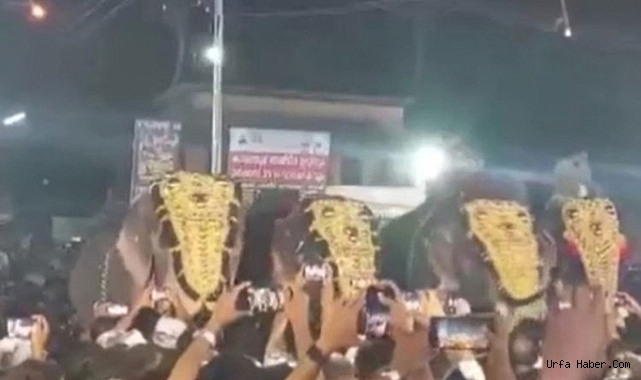 HİNDİSTAN'DAKİ FESTİVALDE FİL SALDIRISI: 17 YARALI