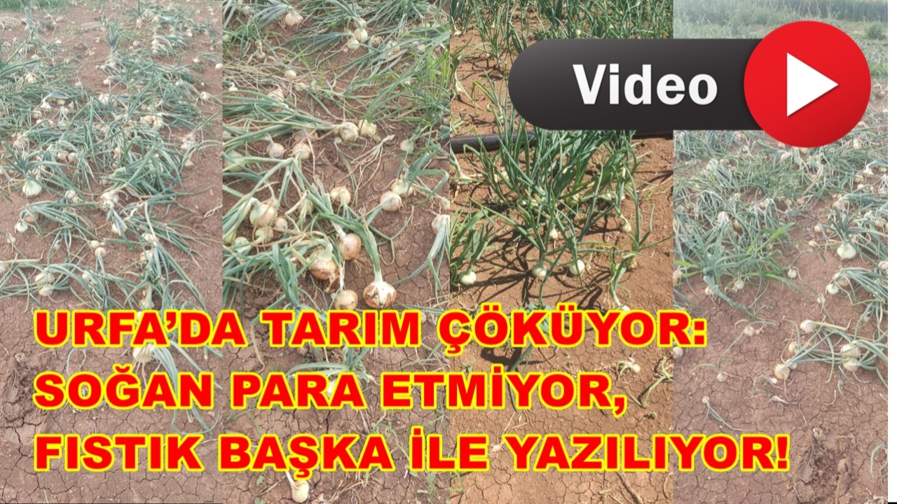 Urfa’da Tarım Çöküyor: Soğan Para Etmiyor, Fıstık Başka İle Yazılıyor!