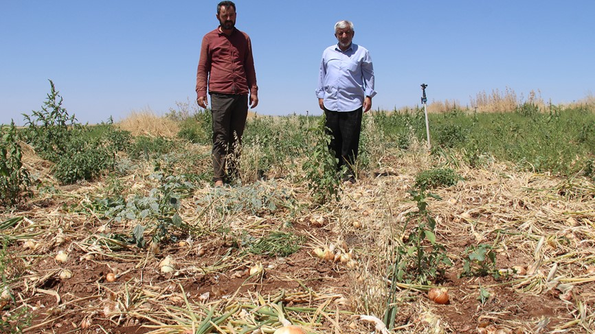 Soğan Tarlada Kaldı, Çiftçi Destek Bekliyor