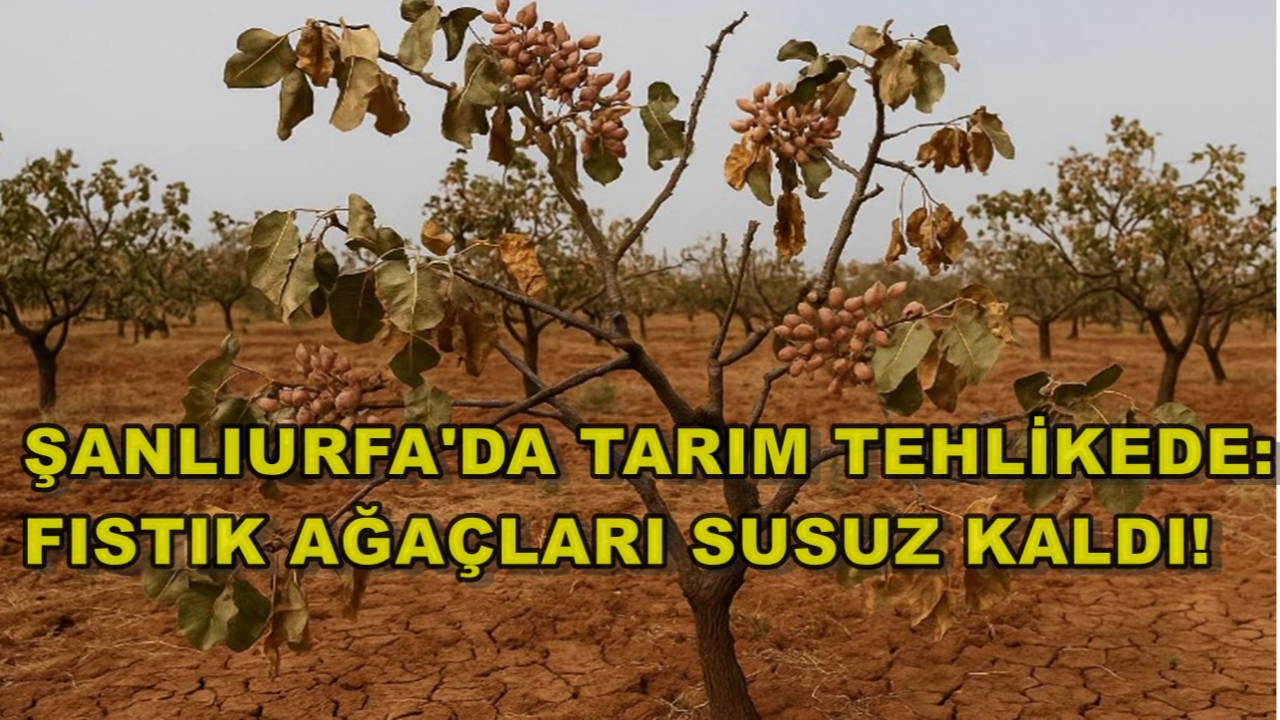 Şanlıurfa'da Tarım Tehlikede: Fıstık Ağaçları Susuz Kaldı!