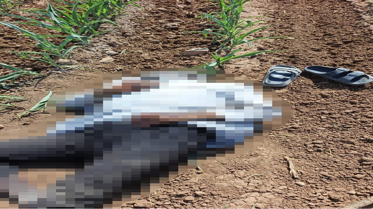 Şanlıurfa’da Korkutan Olay: Tarlada Tanınmaz Halde Ceset