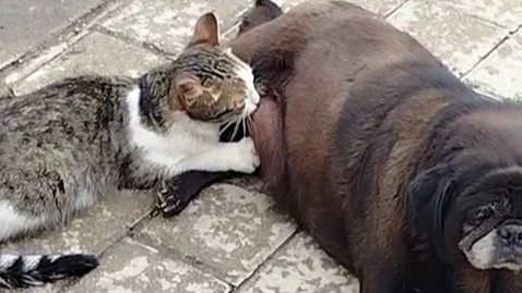 Köpek, Kediyi Sokak Ortasında Emzirdi! Gören Şaştı Kaldı!