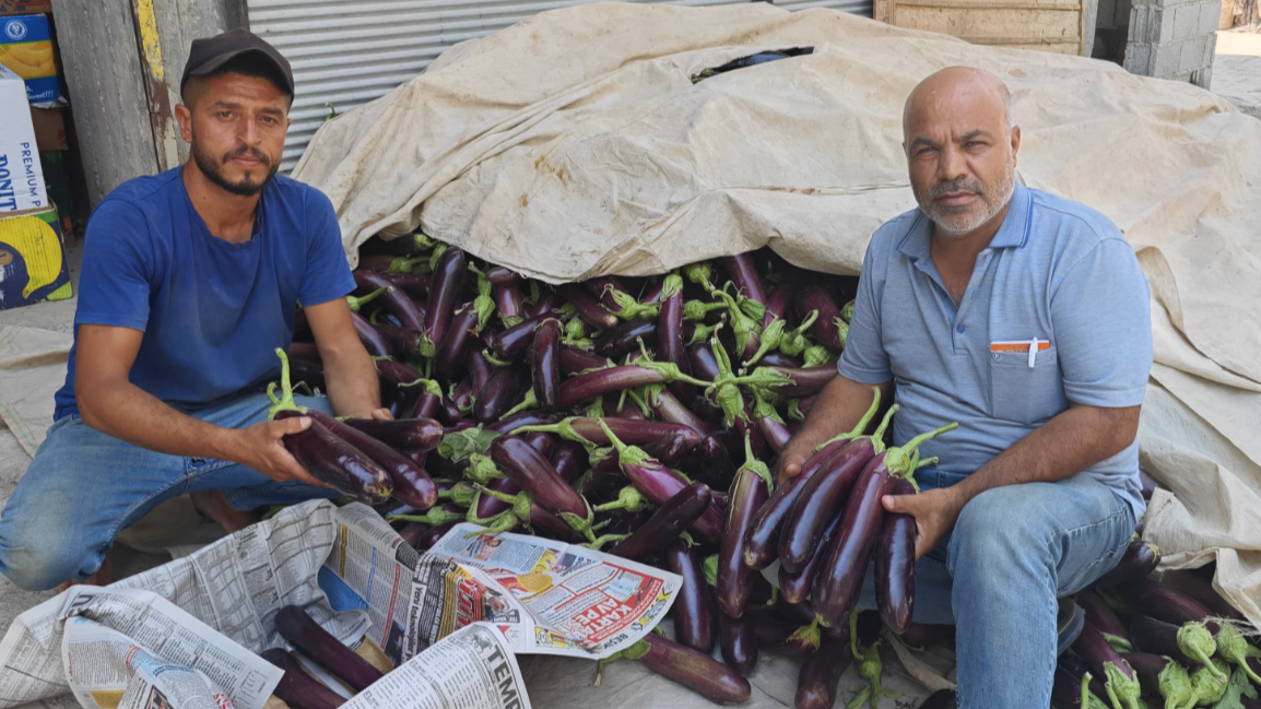 Şanlıurfa’nın Altın Patlıcanı!