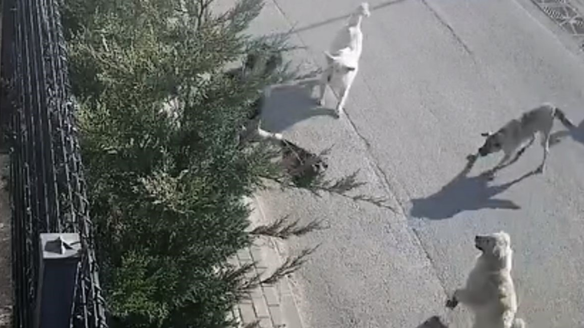 İşe Giderken Köpek Saldırısına Uğradı! Canını Zor Kurtardı