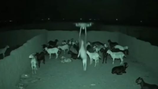 Urfa’da Dronla Keçi Hırsızlığı İddiası Gerçek Değil!