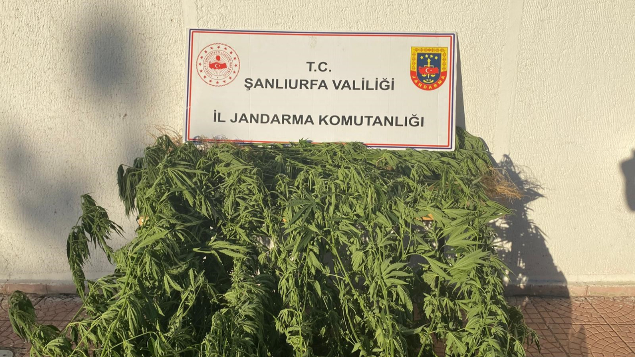 Şanlıurfa’da  35 kök kenevir ele geçirildi