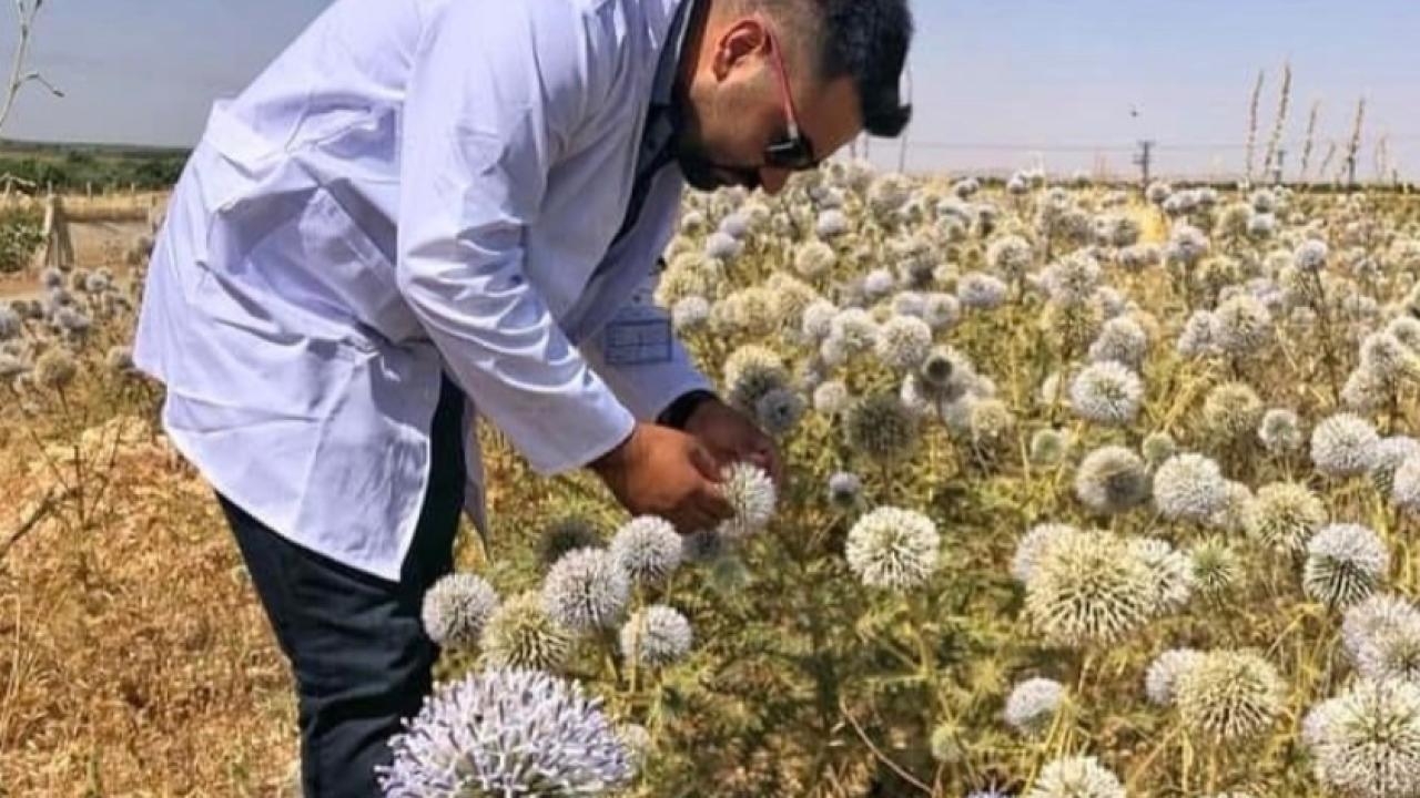 Şanlıurfa'da Kuraklığa Meydan Okuyan Bitki