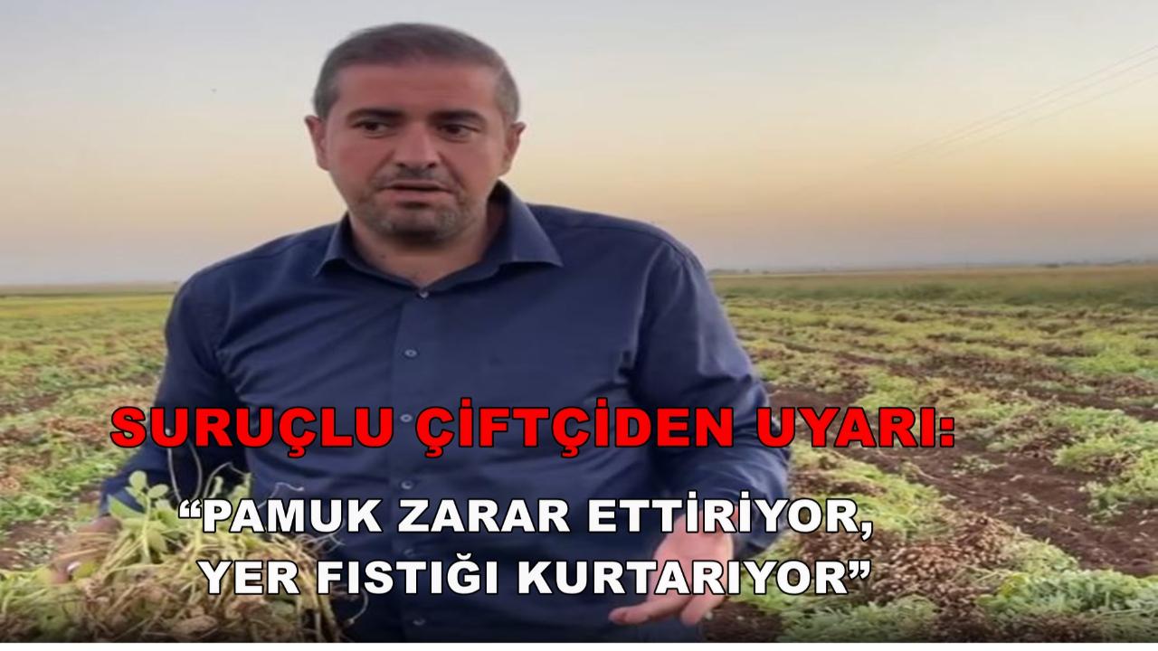 Suruçlu Çiftçi Uyardı: “Pamuk Zarar, Yer Fıstığı Kurtarıyor”