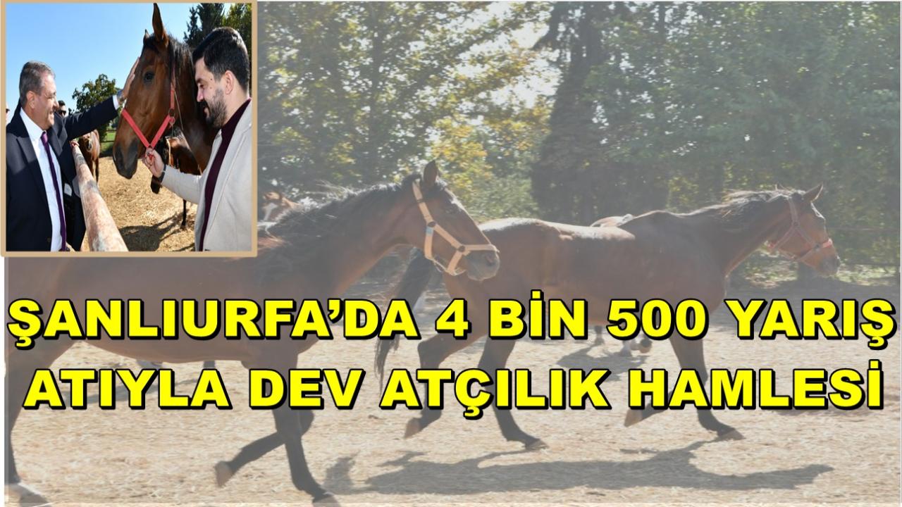 Şanlıurfa’da 4 Bin 500 Yarış Atıyla Dev Atçılık Hamlesi
