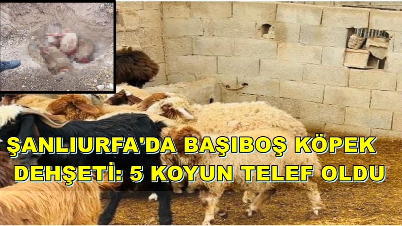 Şanlıurfa'da Başıboş Köpek Dehşeti: 5 Koyun Telef Oldu