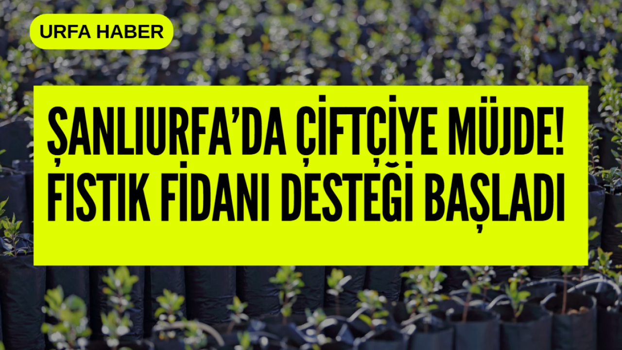 Şanlıurfa’da Çiftçiye Müjde! Fıstık Fidanı Desteği Başladı