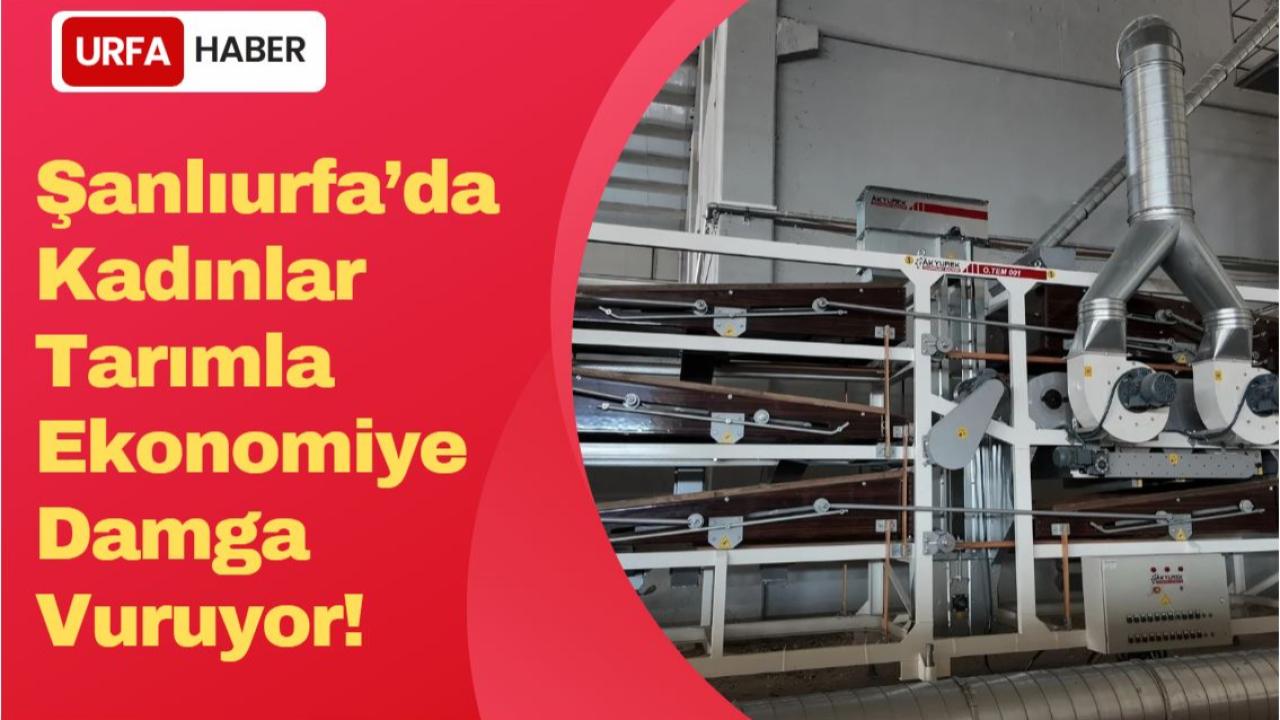 Şanlıurfa’da Kadınlar Tarımla Ekonomiye Damga Vuruyor!