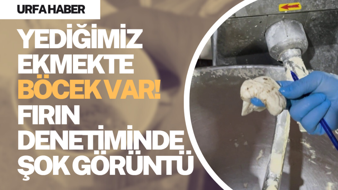 Yediğimiz Ekmekte Böcek Var! Fırın Denetiminde Şok Görüntü
